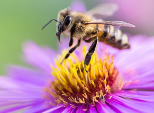 Life Science: Bee and Flower