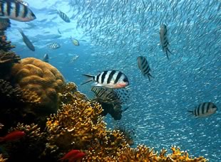 Coral Reef Biodiversity: Unity and Diversity