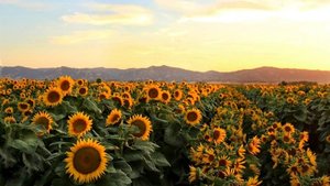 Why Do Sunflowers Follow the Sun?